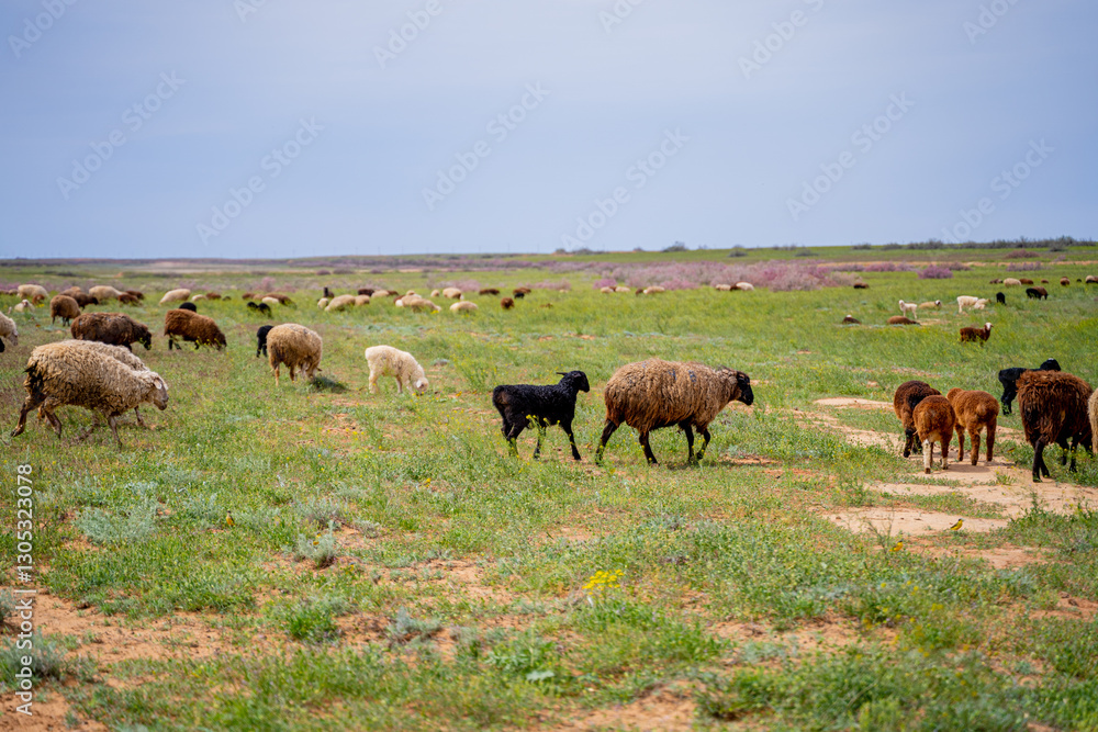 pasture with self-walking of domestic animals sheep and goats on a green beautiful dry clearing with a beautiful sky, animals eat and nibble grass on their own pasture with self-walking of domestic animals sheep and goats on a green beautiful dry clearing with a beautiful sky, animals eat and nibble grass on their own
