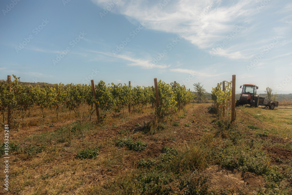 Obraz premium vineyard landscape. The rows of grapevines stretch out as far as the eye can see, creating a serene and tranquil scene. The vines are lush and green