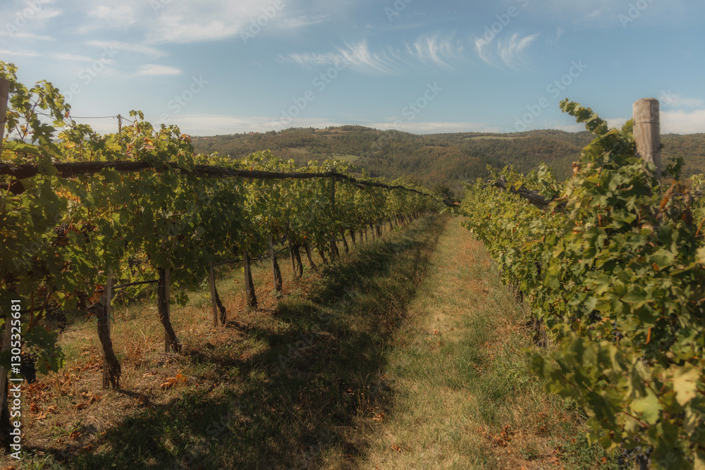 Naklejka premium vineyard landscape. The rows of grapevines stretch out as far as the eye can see, creating a serene and tranquil scene. The vines are lush and green