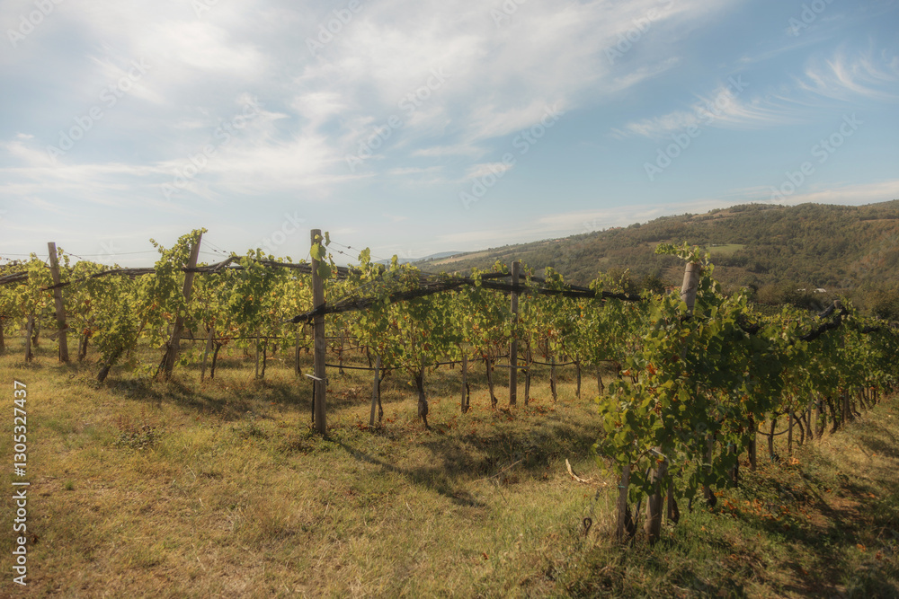 vineyard landscape. The rows of grapevines stretch out as far as the eye can see, creating a serene and tranquil scene. The vines are lush and green vineyard landscape. The rows of grapevines stretch out as far as the eye can see, creating a serene and tranquil scene. The vines are lush and green
