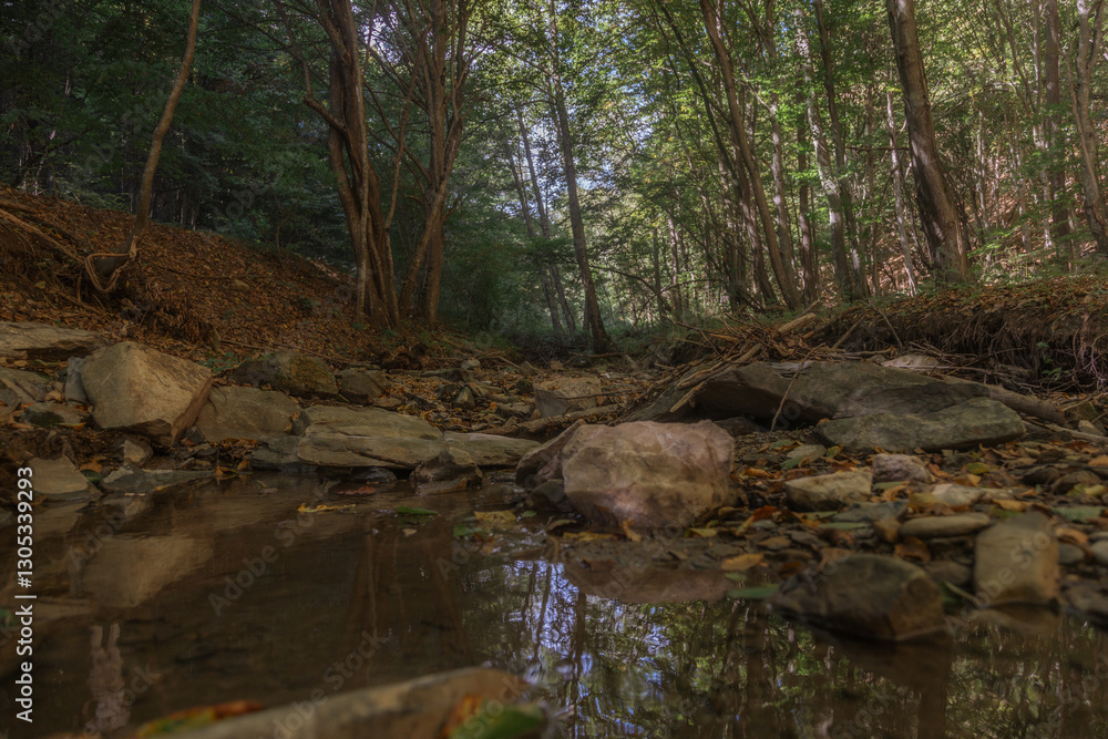 This image depicts a tranquil forest stream flowing through a lush, verdant woodland environment. This image depicts a tranquil forest stream flowing through a lush, verdant woodland environment.