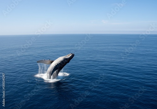 A humpback whale breaching in the deep blue ocean.

