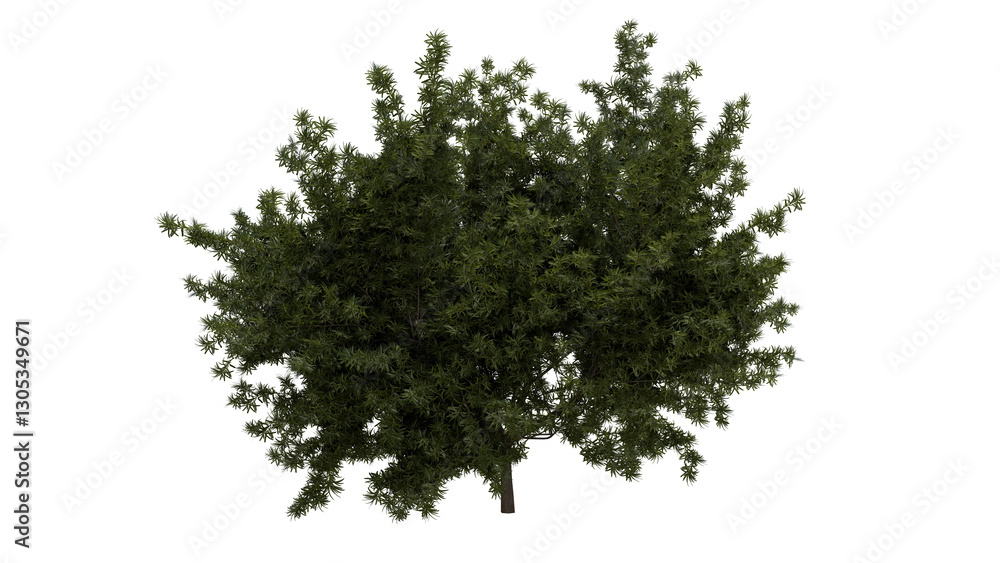 Obraz premium Tree