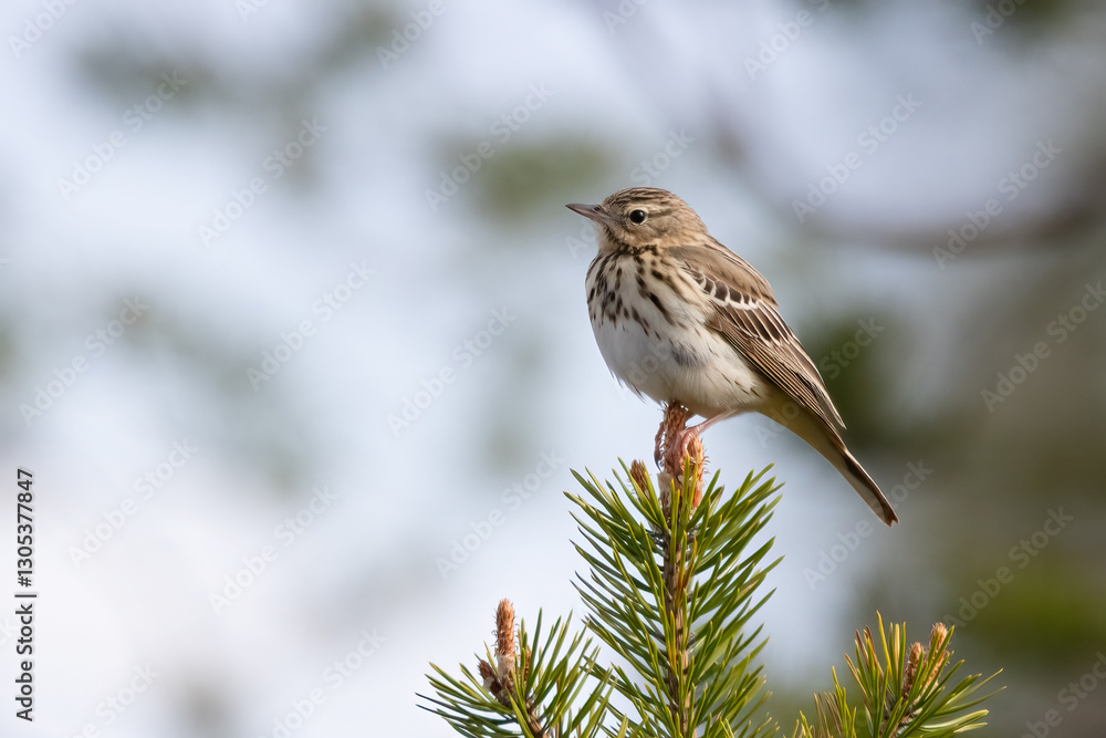 Fototapeta premium Tree pipit