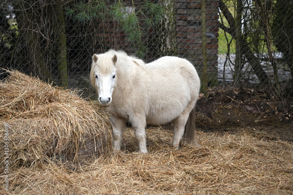Obraz premium White horse in animal pen near haystack.