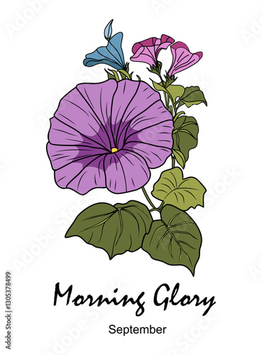 Morning Glory, September birth month flower colorful illustration. Petunia botanical hand drawn design for logo, tattoo, packaging, card, wall art. Vector isolated
