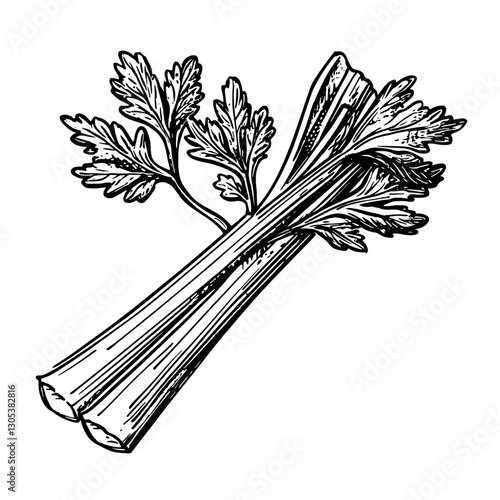 Detailed engraving of fresh celery with green leaves suitable for culinary designs and illustrative use