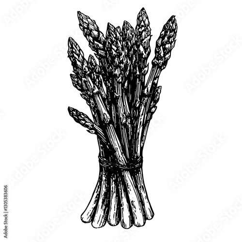Hand-drawn illustration of a fresh bunch of asparagus tied with string, perfect for culinary designs and botanical themes