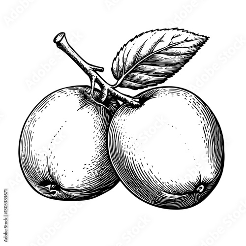 Detailed engraved illustration of two plums with leaves on a branch, showcasing classic vector art style