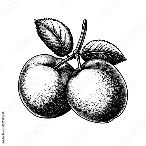 Engraved illustration of plums with detailed leaves in monochrome vector style from a vintage botanical source