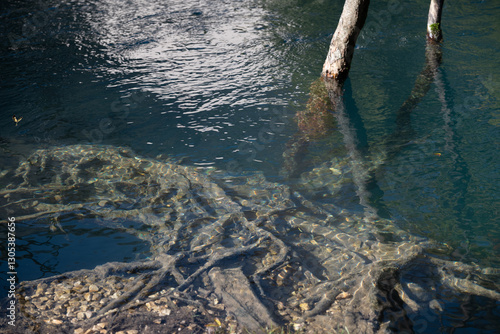Submerged life of underwater tree branches, the roots are in low waters of river Livenza in Polcenigo in the Firuli italian region