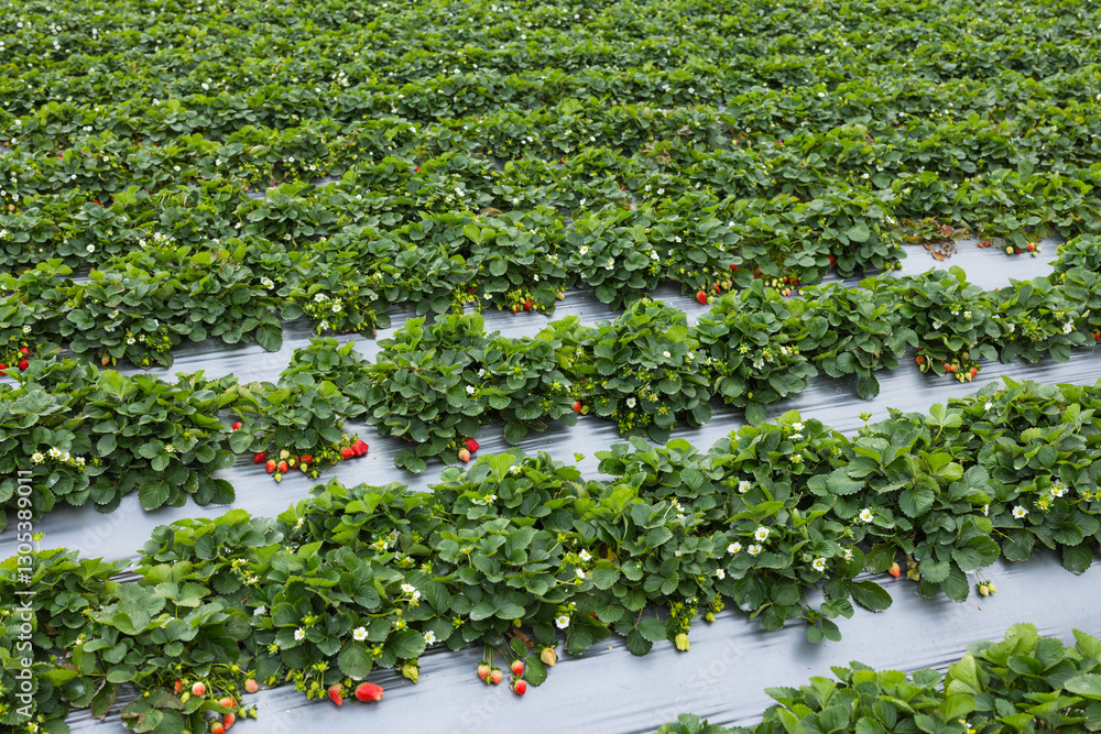 Beautiful Strawberry Field Full Of Ripe Fresh Berries
