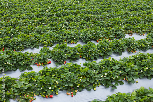 Beautiful Strawberry Field Full Of Ripe Fresh Berries