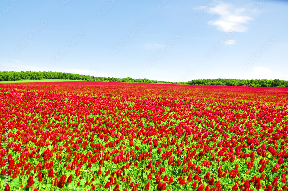 He is a red field. He is a red field.