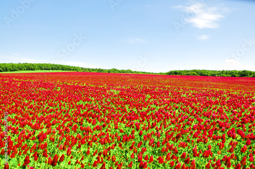 Wallpaper Mural He is a red field. Torontodigital.ca