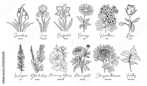 Set of flower line art vector illustrations. Snowdrop, daffodil, larkspur, rose, daisy, hawthorn, chrysanthemum, iris hand drawn black ink illustrations. Birth month flowers for jewelry, tattoo, logo.