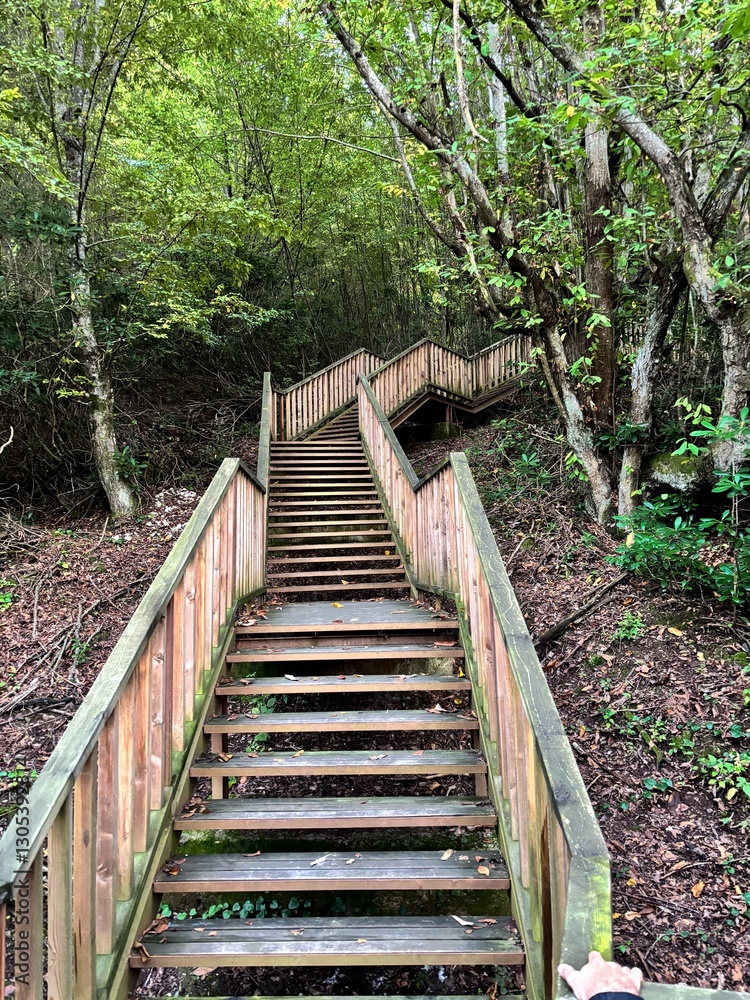 A tranquil wooden staircase nestled within a lush forest, surrounded by greenery and nature