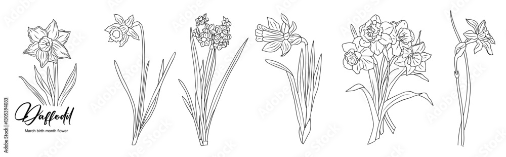 Obraz premium Set of Daffodil line art drawings. March birth month flower. Hand drawn monochrome black ink outline vector illustration isolated on white background. Minimalist design for tattoo, logo, jewelry.