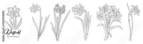 Set of Daffodil line art drawings. March birth month flower. Hand drawn monochrome black ink outline vector illustration isolated on white background. Minimalist design for tattoo, logo, jewelry.