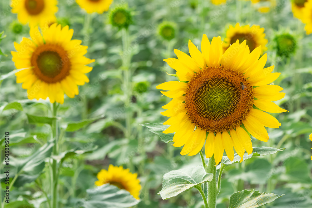 yellow flowers, agricultural products. photos of sunflowers. yellow flowers, agricultural products. photos of sunflowers.