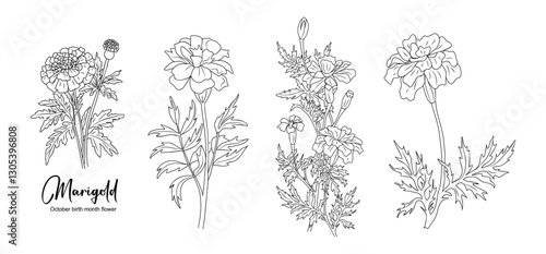 Set of Marigold line art drawings. October birth month flower. Hand drawn monochrome black ink outline vector illustration isolated on white background. Minimalist design for tattoo, logo, jewelry.