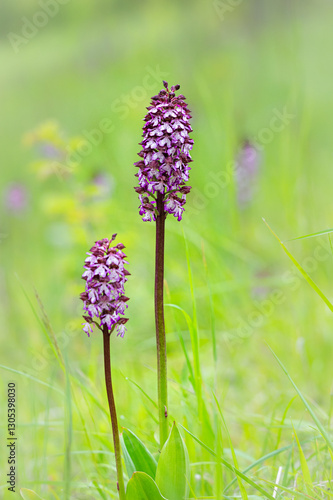 Orchis purpurea