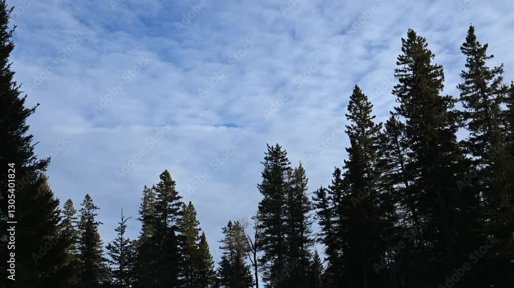 Time lapse of pale bluish colored clouds moving above silhouetted pine and spruce trees
Time lapse of pale bluish colored clouds moving above silhouetted pine and spruce trees