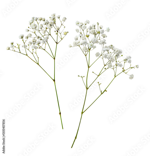 Small white gypsophila flowers isolated on white