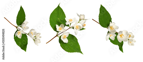 Branches of blooming jasmine  (Philadelphus coronarius) isolated on white background. Perfect for creating designs, cards, patterns, floral arrangements, frames, wedding cards and invitations.