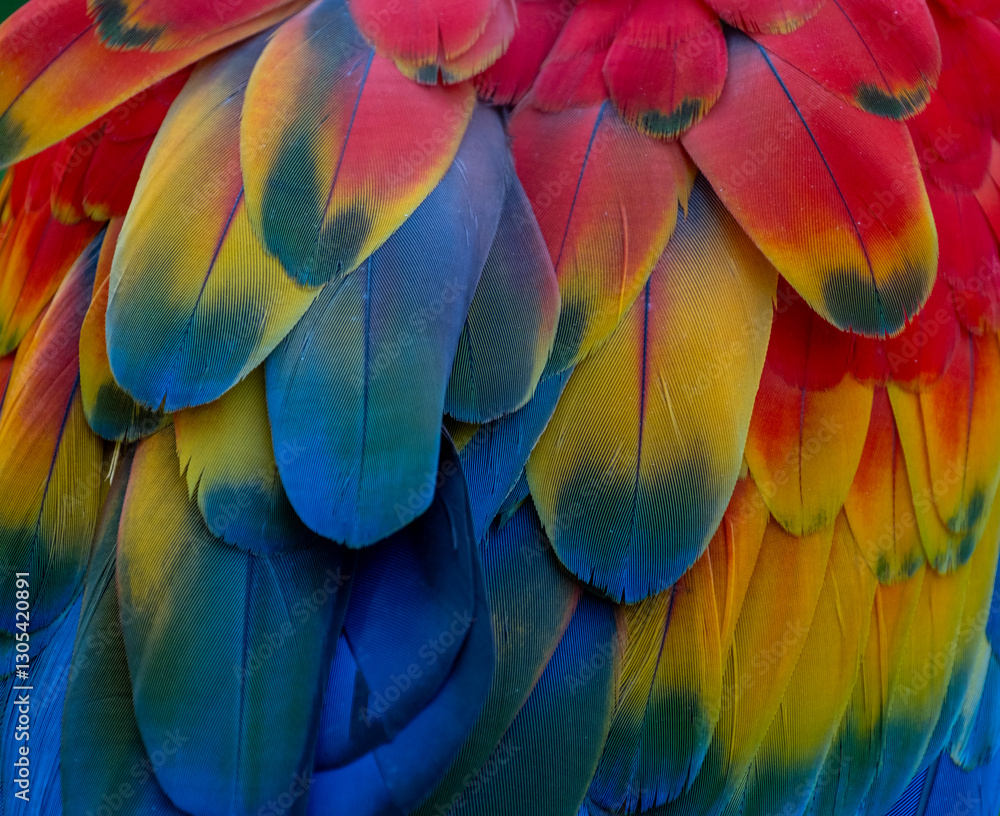 Obraz premium Ara macao feathers