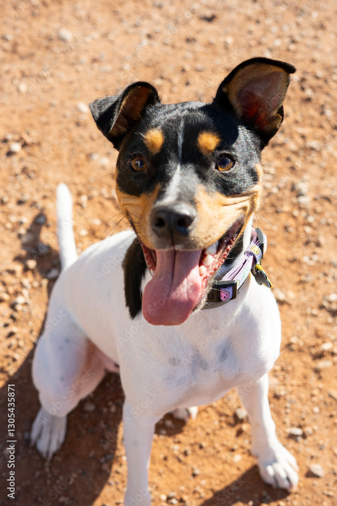 Portrait of a bodeguero breed dog with brown eyes and open mouth. The dog is happy sticking out his tongue Portrait of a bodeguero breed dog with brown eyes and open mouth. The dog is happy sticking out his tongue