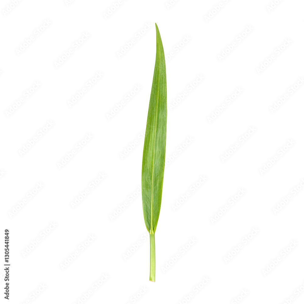 Vibrant green bamboo leaf with pointed tips elegantly displayed in stunning detail on a clean white background Vibrant green bamboo leaf with pointed tips elegantly displayed in stunning detail on a clean white background