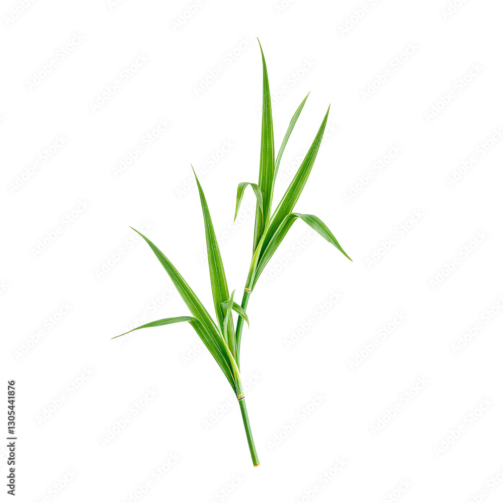 Fototapeta premium Vibrant green bamboo leaf with pointed tips elegantly displayed in stunning detail on a clean white background