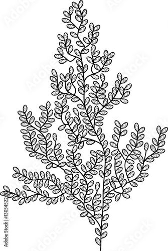 Underwater, marine plant. Abstract outline drawing of algae. Doodle, sketch, outline, black and white image.