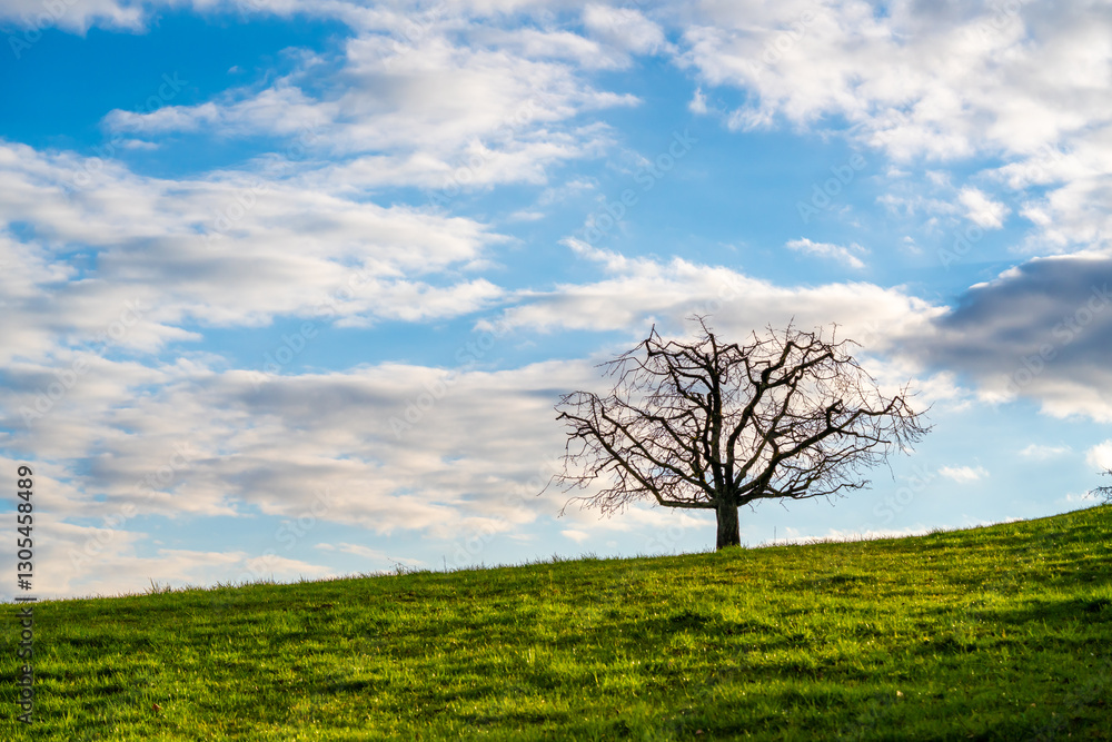 Obraz premium Tree on a meadow on a warm spring day