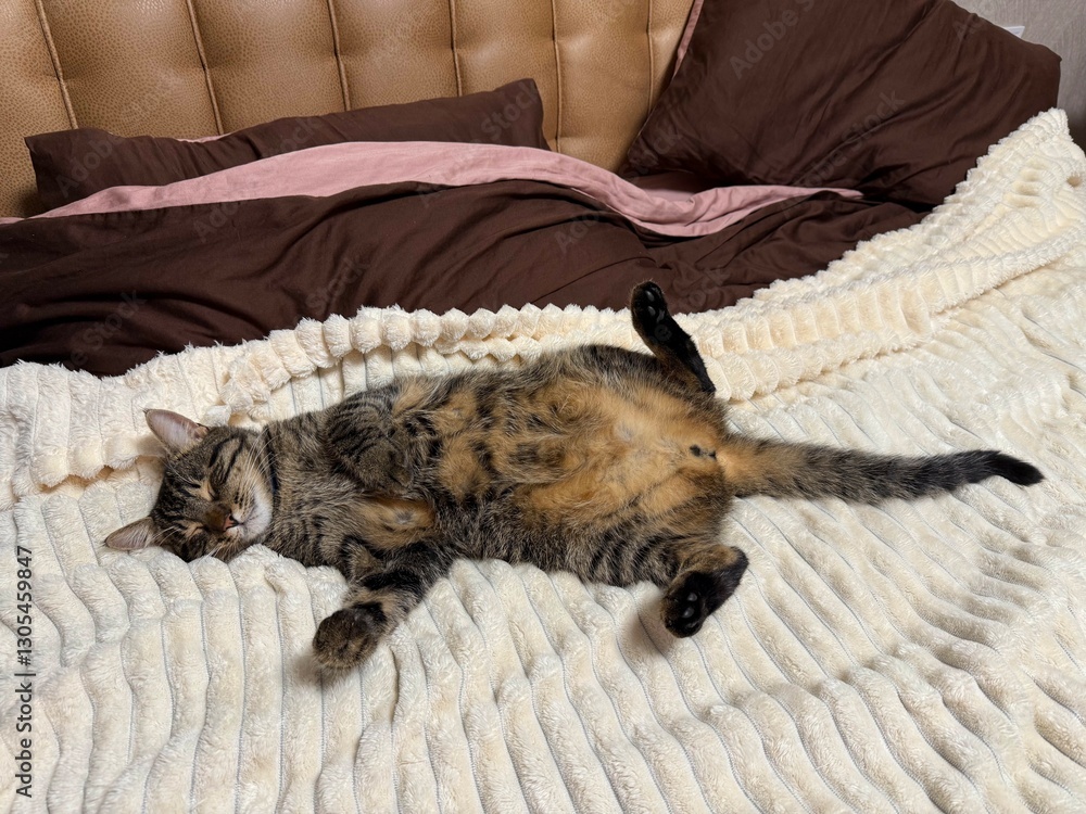 Obraz premium Peaceful Sleeping Tabby Cat on a Soft Cozy Blanket – Relaxation and Comfort