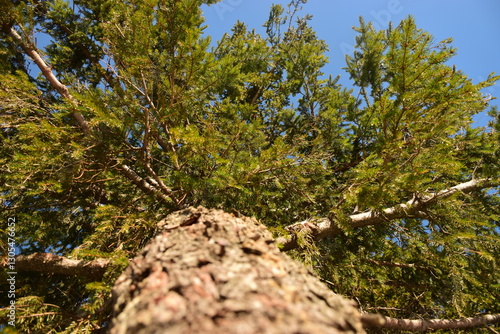 pine tree branches