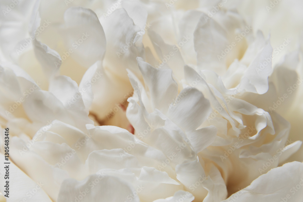Close-up White Peony Blossoms. A soft focus on white peony petals, delicate textures of buds flower, gentle shades of cream pastel color. Serene and pure aesthetic concept. Macro full bloom. Close-up White Peony Blossoms. A soft focus on white peony petals, delicate textures of buds flower, gentle shades of cream pastel color. Serene and pure aesthetic concept. Macro full bloom.