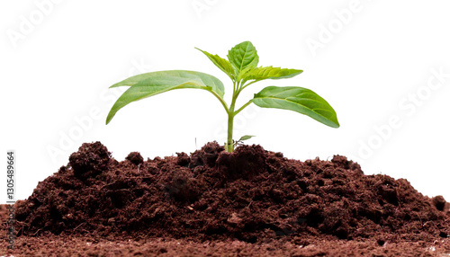 Wallpaper Mural Seedling Growing from Soil Isolated on White Background — A Symbol of New Life, Growth, and Nature's Resilience, Perfect for Environmental, Agriculture, and Sustainability Concepts.

 Torontodigital.ca