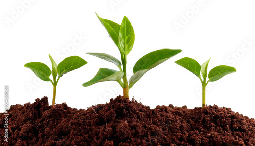Wallpaper Mural Seedling Growing from Soil Isolated on White Background — A Symbol of New Life, Growth, and Nature's Resilience, Perfect for Environmental, Agriculture, and Sustainability Concepts.

 Torontodigital.ca