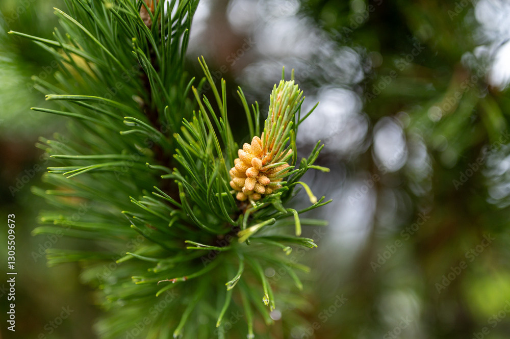 A close-up of a pine flower, the delicate start of a pine cone. The intricate details of the flower mark the beginning of natures process, soon to become a mature pine cone