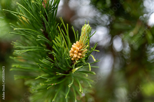 Obraz na płótnie A close-up of a pine flower, the delicate start of a pine cone. The intricate details of the flower mark the beginning of natures process, soon to become a mature pine cone w salonie