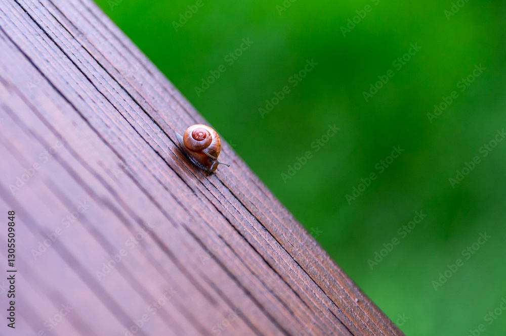 A small snail on a wooden railing, close-up shot, with the texture of the wood clearly visible