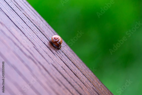 Obraz na płótnie A small snail on a wooden railing, close-up shot, with the texture of the wood clearly visible w salonie