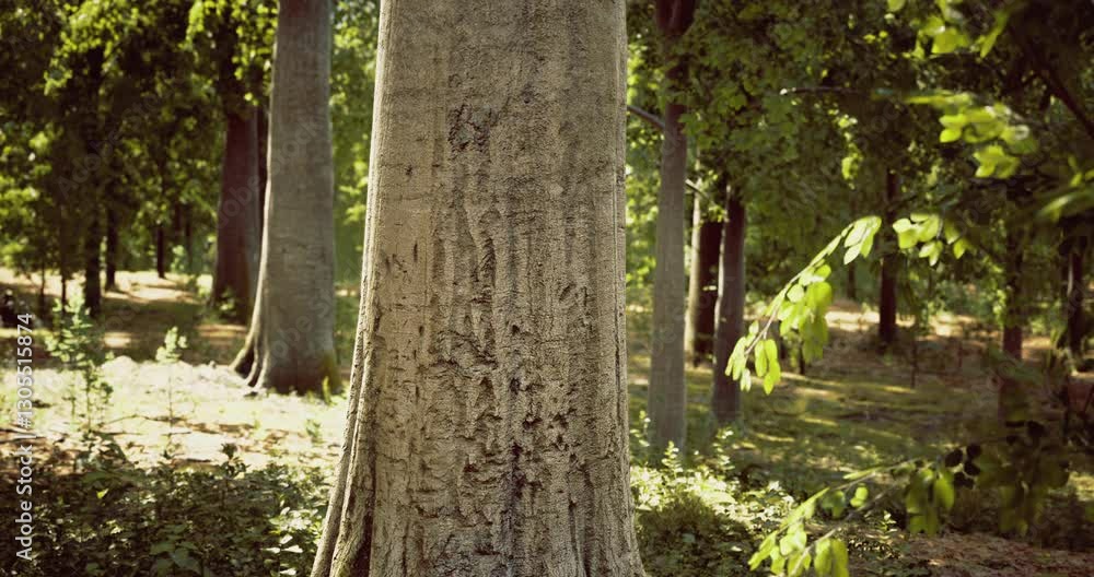 This captivating view showcases a sturdy tree trunk with textured bark, nestled among lush green foliage in a tranquil forest setting during daylight. This captivating view showcases a sturdy tree trunk with textured bark, nestled among lush green foliage in a tranquil forest setting during daylight.