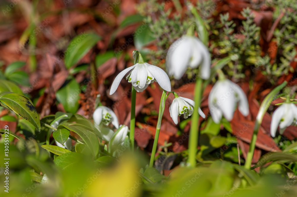 Galanthus nivalis flowering plants, bright white common snowdrop in bloom in sunlight