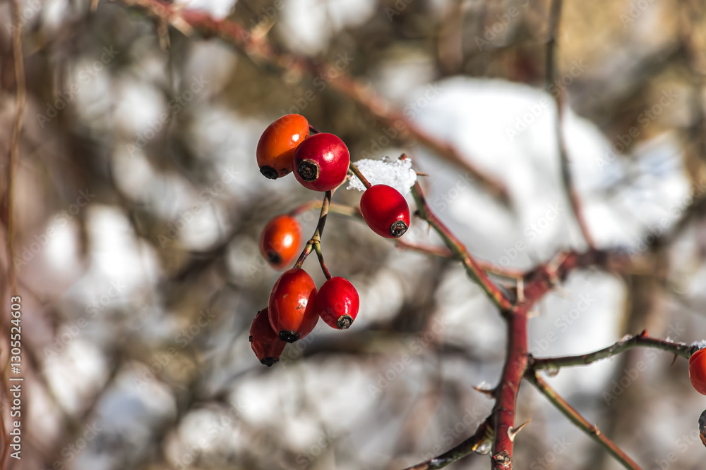 Frost resistant rosehip berries on winter branches Frost resistant rosehip berries on winter branches