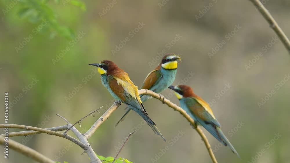 Europäischer Bienenfresser (Merops Apiaster), drei Vögel sitzen auf Zweig Europäischer Bienenfresser (Merops Apiaster), drei Vögel sitzen auf Zweig