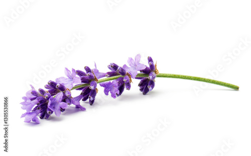 Flower lavender therapeutic herbs, isolated on white background.