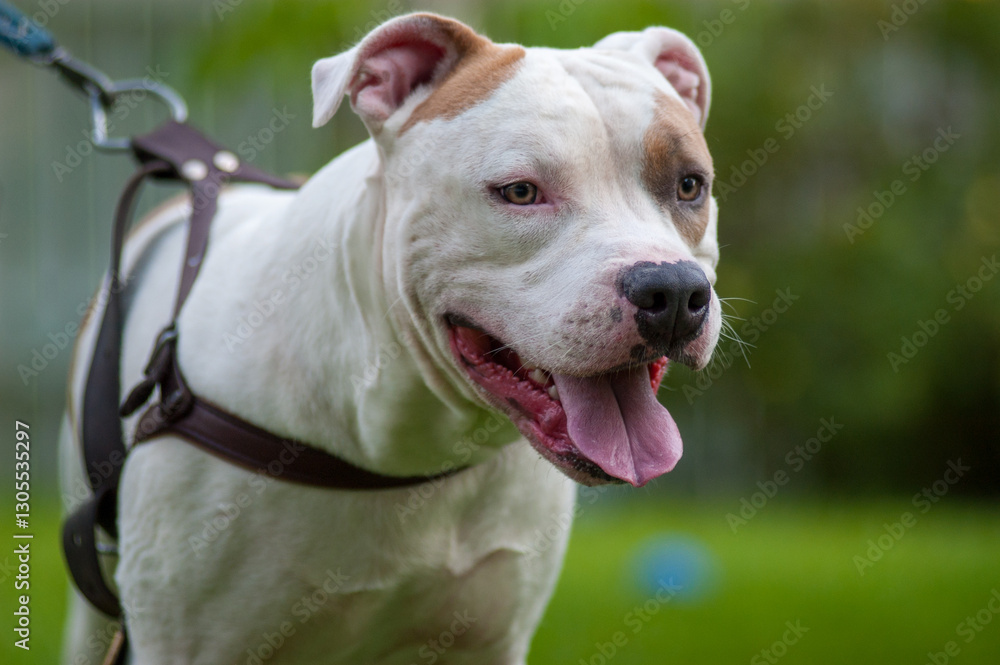 white pit bull terrier on leash. white pit bull terrier on leash.
